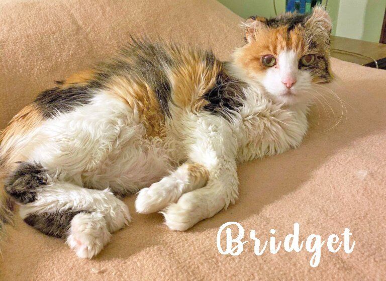 Bridget